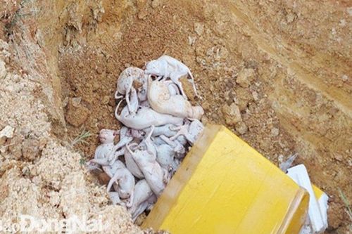 Đồng Nai: Phát hiện xe tải chở cá thể động vật không rõ nguồn gốc