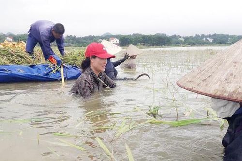 Cán bộ, hội viên phụ nữ hỗ trợ người dân gặt lúa chạy lũ