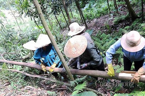 Nâng cao giá trị cây quế để phát triển bền vững- Bài 1: Xóa đói giảm nghèo cùng cây quế
