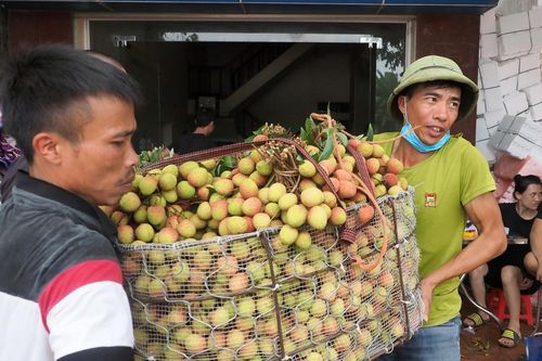 Vựa vải thiều sớm lớn nhất miền Bắc sẵn sàng ra thị trường
