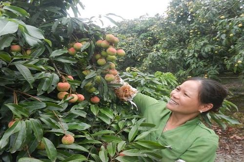 60.000 tấn vải của Hải Dương đã bắt đầu vào vụ