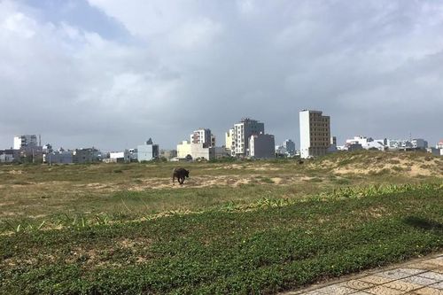 Đà Nẵng: Phúc thẩm vụ giám đốc doanh nghiệp uống thuốc tự tử khi ra tòa tranh chấp hợp đồng chuyển nhượng đất
