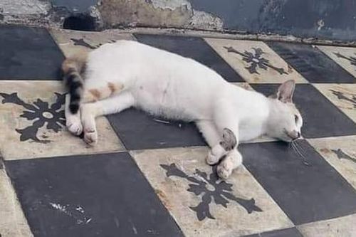 Nhà hàng ở TP.HCM đầu độc mèo hoang: Lên tiếng xin lỗi, mong được hỗ trợ cứu sống các bé mèo còn lại