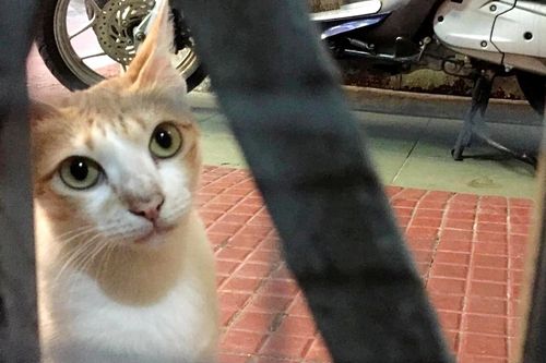 Người đánh bả mèo ở chung cư TP.HCM: 'Tôi hành động dại dột'