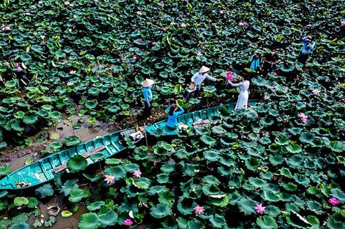 Sen và thương hiệu du lịch Đồng Tháp