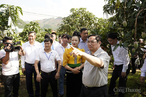 Thủ tướng Chính phủ: Biến không thể thành có thể từ tư duy 'Đưa cây ăn quả lên sườn dốc'