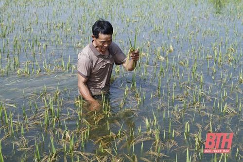 Nông dân thôn Đông Cao, xã Trung Chính 'điêu đứng' vì lúa đến kỳ thu hoạch bị ngập úng