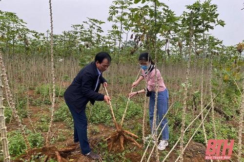 Phát triển cây trồng nguyên liệu ở Ngọc Lặc