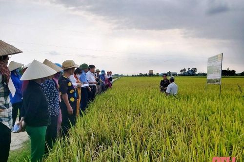 Tập huấn kỹ thuật xử lý rơm rạ sau thu hoạch và giảm phân hóa học cho nông dân huyện Như Thanh, Thiệu Hóa