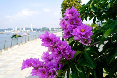 Hoa bằng lăng 'nhuộm tím' phố phường Hạ Long