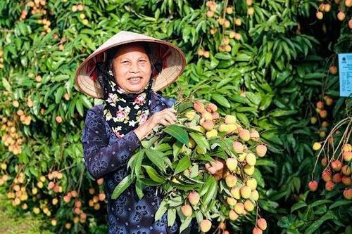 Hải Dương mở vườn vải, khai vụ xuất bán 60 nghìn tấn đặc sản