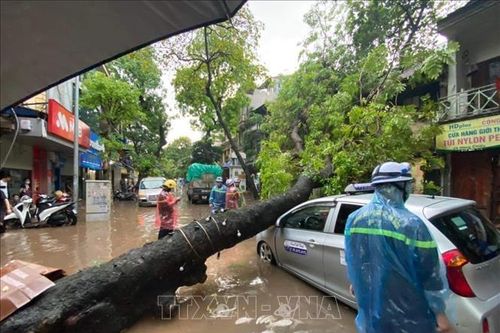 Hà Nội: Mưa lớn gây ngập, cây đổ đè bẹp ô tô