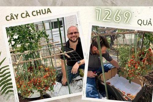 Cây cà chua 'gánh còng lưng' 1269 quả, lập kỷ lục Guinness nhiều quả nhất thế giới