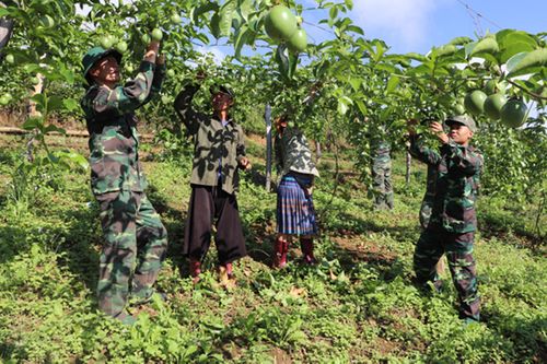 Lóng Sập lại đứng lên: Chồi xanh đã mọc
