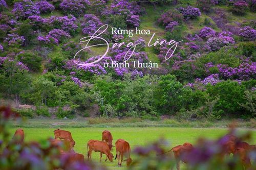 Xiêu lòng trước vẻ đẹp nên thơ của rừng hoa bằng lăng ở Bình Thuận