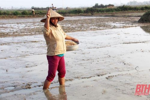 Thanh Hóa cần 4.300 tấn lúa giống để gieo cấy vụ thu mùa