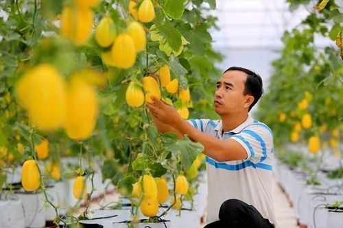 Dư địa phát triển HTX công nghệ cao còn rất lớn