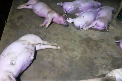 Sét đánh chết 12 con lợn ở Hà Tĩnh