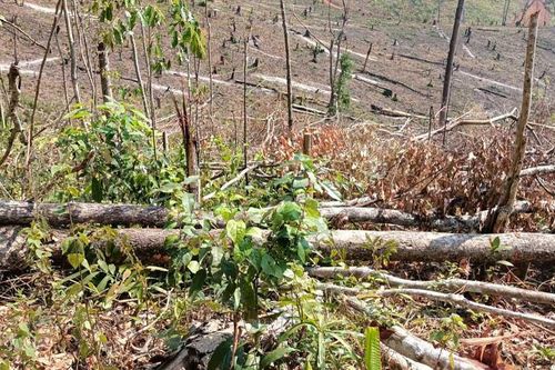 Khởi tố vụ phá hơn 2,2ha rừng phòng hộ