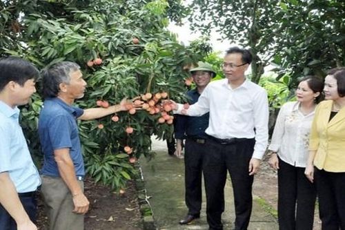 Bí thư Hưng Yên đề nghị '3 nhà' mạnh dạn nghiên cứu biện pháp cho vải ra hoa đậu quả trái vụ