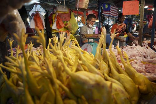 Singapore căng thẳng vì Malaysia dừng xuất khẩu gà