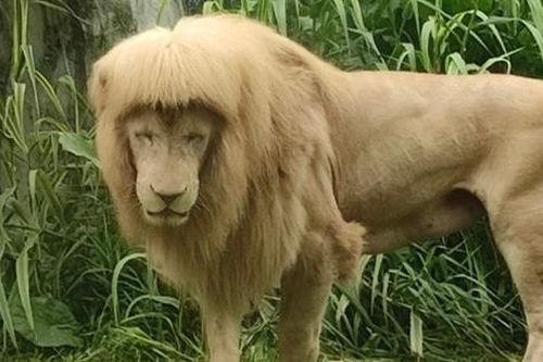 Trung Quốc: Sư tử ở sở thú Quảng Châu có kiểu 'tóc' kỳ quái, sở thú giải thích thế nào?
