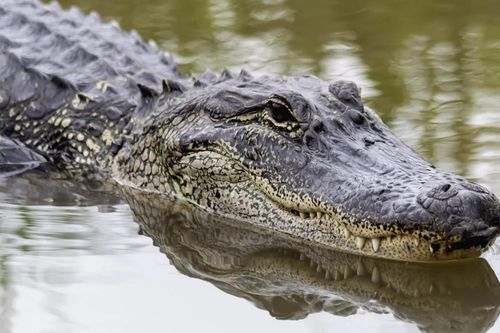 Tử nạn khi tìm đĩa trong hồ cá sấu gần sân golf ở Florida
