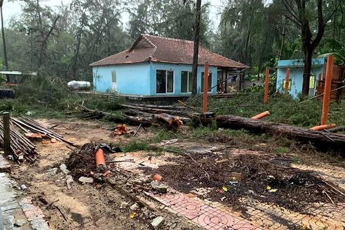 Khai thác rừng trồng trái pháp luật tại Khu du lịch ven biển Bình Thuận