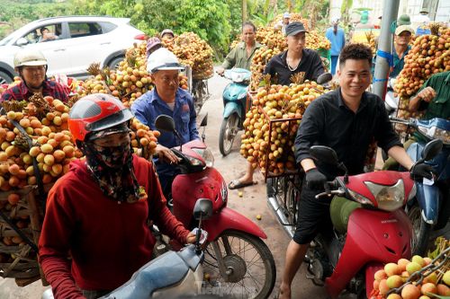 Vải thiều được mùa được giá, người dân Thanh Hà phấn khởi mang đi tiêu thụ