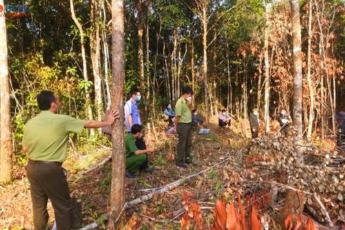 Phê chuẩn Quyết định khởi tố 7 bị can về tội hủy hoại rừng