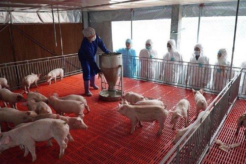 Việt Nam đã sản xuất thành công vắc-xin phòng bệnh tả lợn Châu Phi