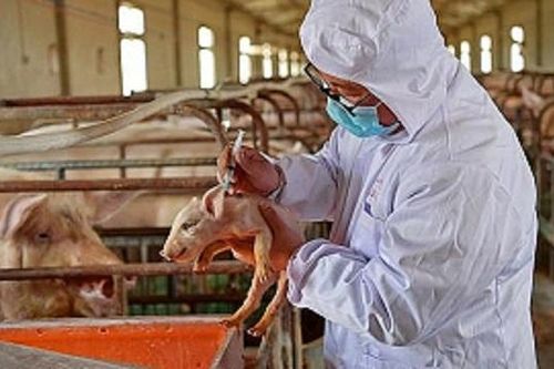 Việt Nam sản xuất thành công vaccine phòng dịch tả lợn Châu Phi