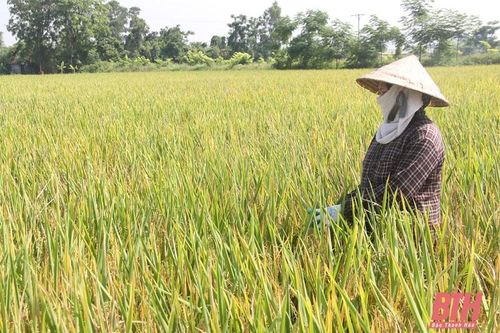 Khẩn trương thu hoạch cây trồng vụ đông xuân