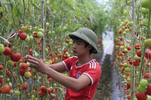 Bộ KHĐT lấy ý kiến góp ý dự thảo Luật Hợp tác xã (sửa đổi)