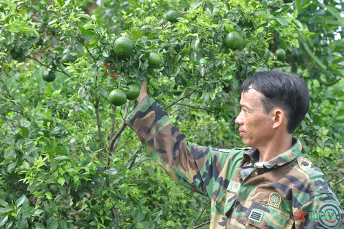 Chăn nuôi, trồng trọt mang lại thu nhập khá
