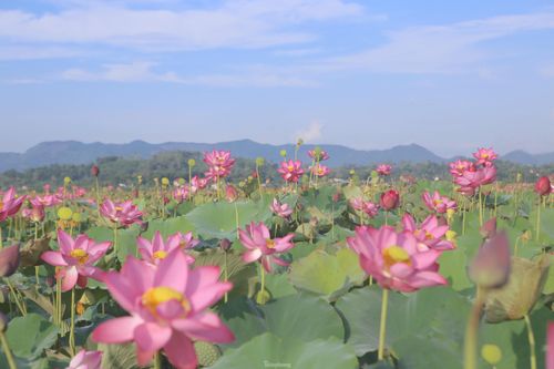 Đẹp ngỡ ngàng cảnh dân thu hoạch sen giữa cánh đồng lớn nhất Hà Tĩnh