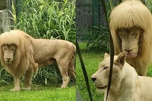 Bí ẩn sau 'bộ tóc' mái bằng chất lừ của chú sư tử quý hiếm ở Trung Quốc