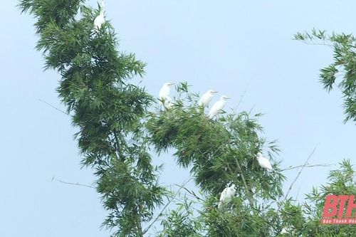 Triển khai thực hiện Chỉ thị của Thủ tướng Chính phủ về một số nhiệm vụ, giải pháp cấp bách để bảo tồn các loài chim hoang dã, di cư