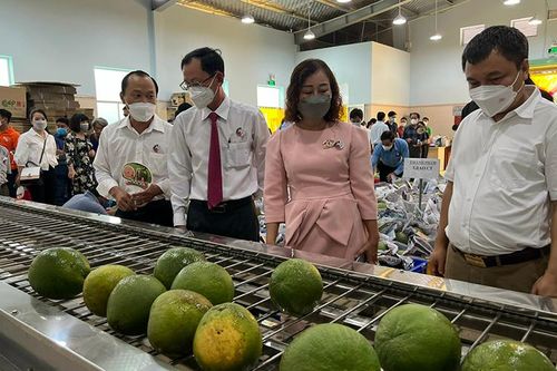 Bến Tre chuẩn bị lô hàng bưởi da xanh đầu tiên xuất khẩu sang thị trường Mỹ