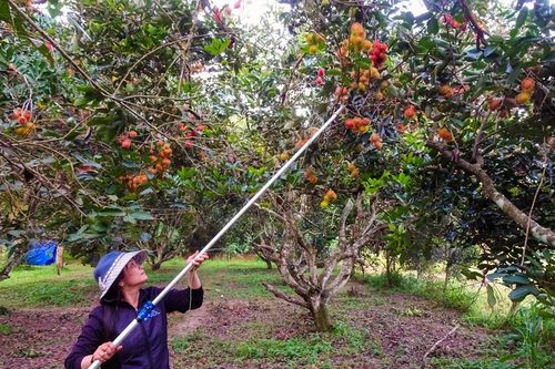 Được, mất chuyện 'bán lúa non' cả vườn cây ăn trái