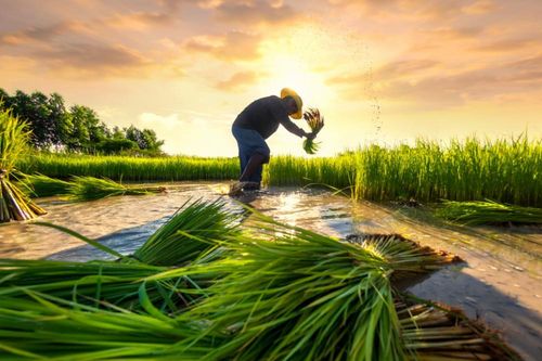 Kích hoạt dòng chảy đầu tư mạnh mẽ hơn giữa các nước ASEAN vào nông nghiệp