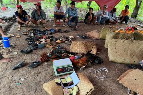Cảnh sát vây bắt nhóm đá gà trong khu vườn vắng, có nhiều cảnh giới