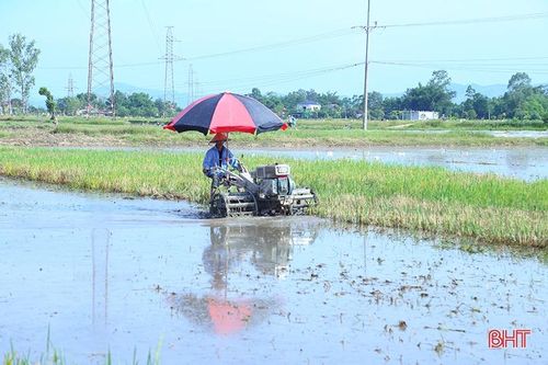 Sản xuất lúa vụ hè thu 2022: 'Căng' thời vụ, lo ngại dịch bệnh tấn công