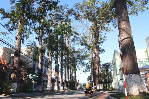 ADN xanh của 'đô thị cổ' Trà Vinh