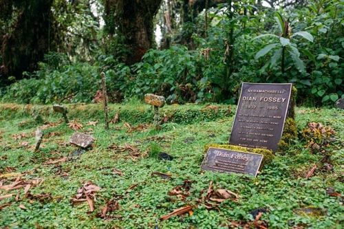 Bí ẩn vụ mưu sát nhà linh trưởng học Dian Fossey