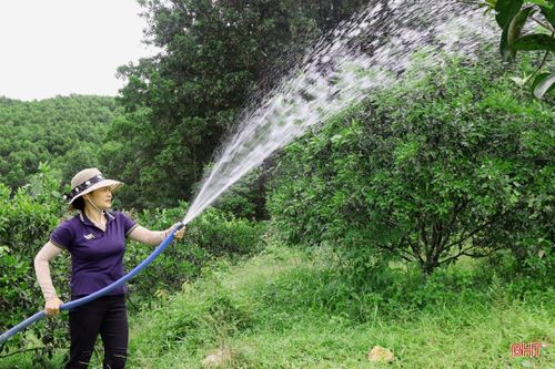 Nông dân vựa cam Hà Tĩnh giúp cây 'trốn' nắng nóng