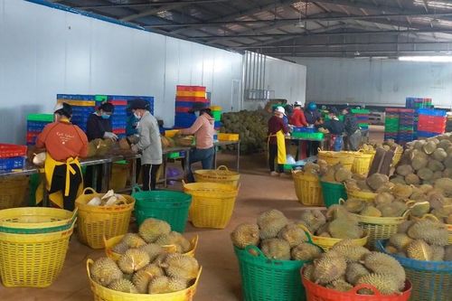 Chế biến sâu mở 'cánh cửa' cho nông sản của HTX