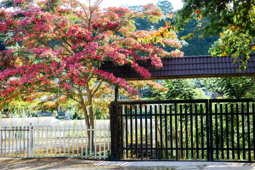 Cây phượng nở bên rào như ở Nhật Bản, du khách nức nở khen 'đẹp nhất Đà Lạt lúc này'