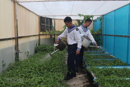 Hình ảnh xanh mát những vườn rau trên quần đảo Trường Sa