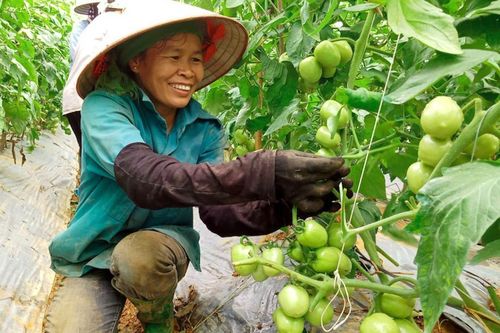 Thu hút 3,28 triệu hộ nông dân, HTX có vai trò đặc biệt trong phát triển nông nghiệp